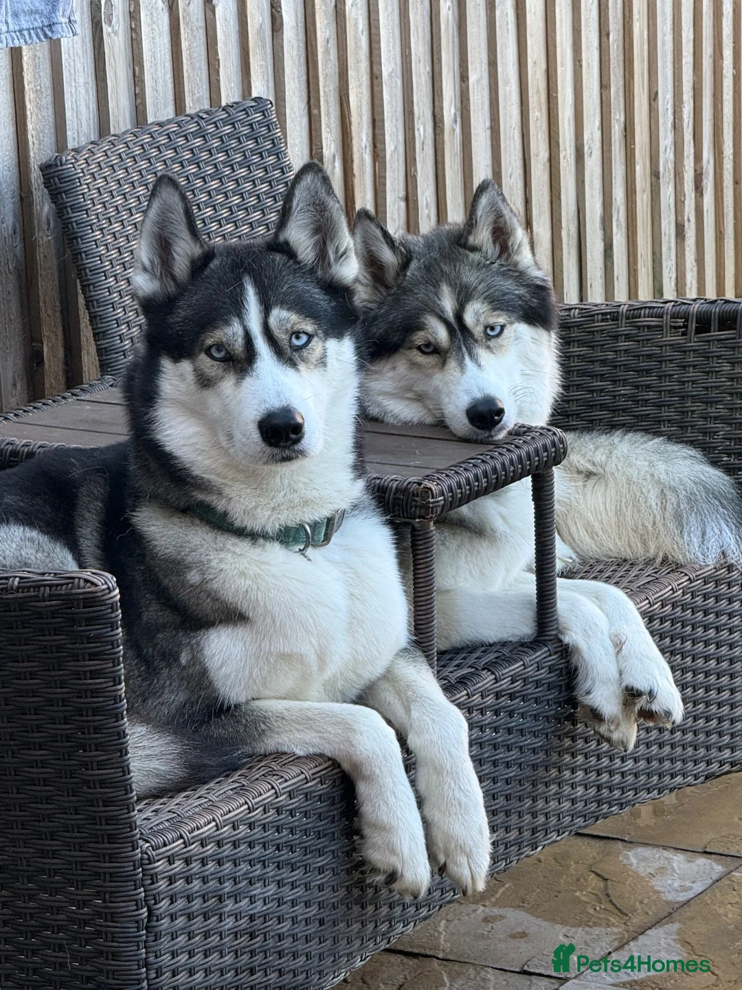Siberian Husky dogs for sale: SIBERIAN HUSKY PUPPIES EXPECTED EARLY NOVEMBER - Advert 1