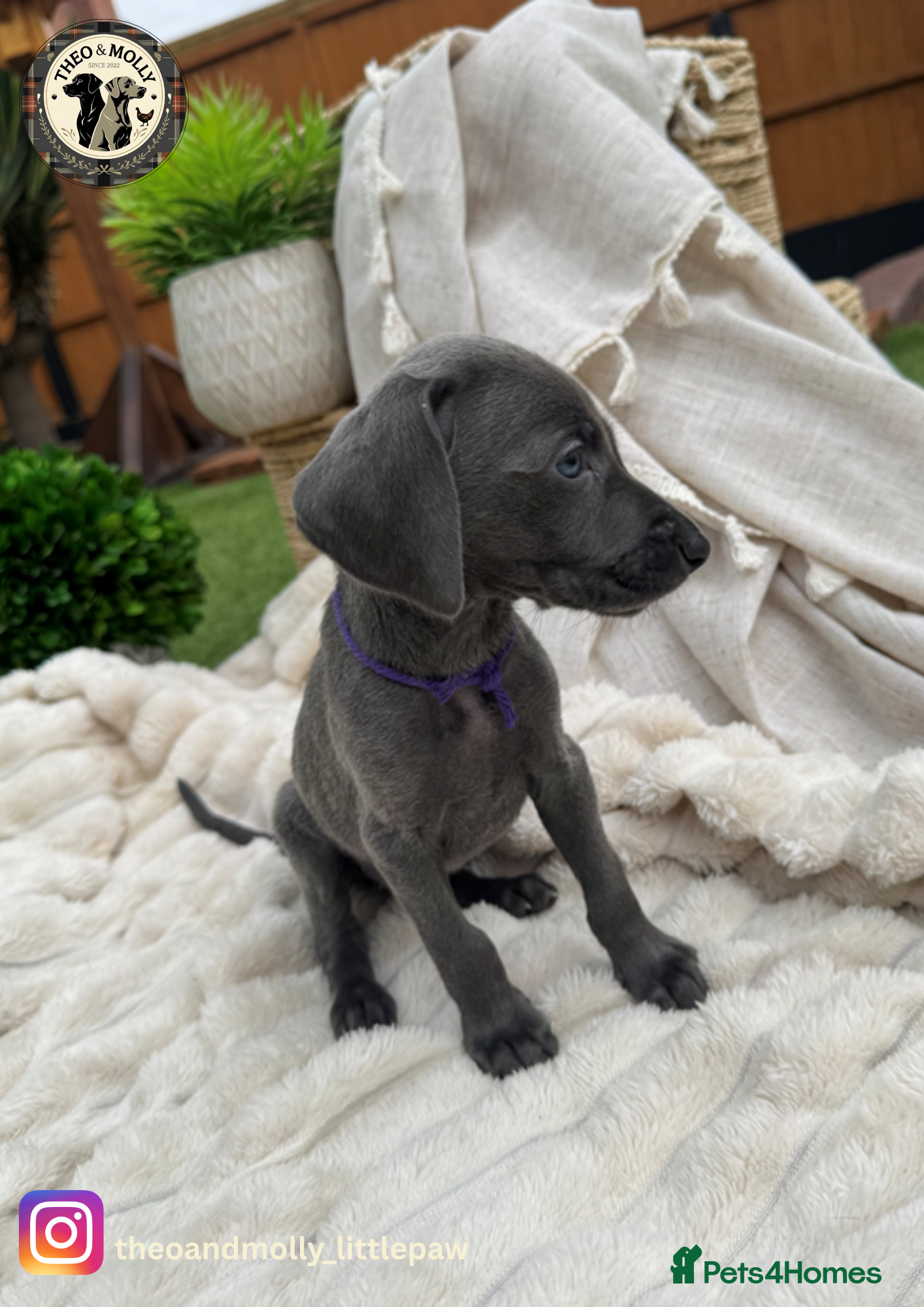 Weimaraner dogs  ❤️Adorable KC-Registered Weimaraner Puppies❤️ - Advert 2
