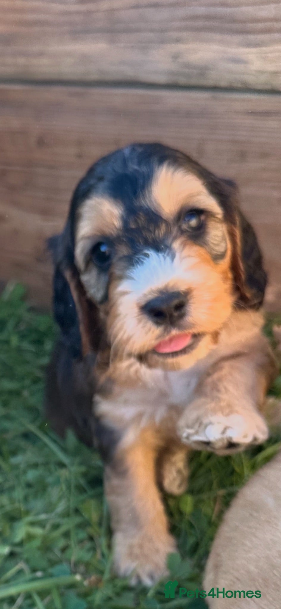 Cockapoo dogs F1 Cockapoos  - Advert 2