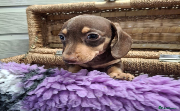 Dachshund dogs - Advert 11