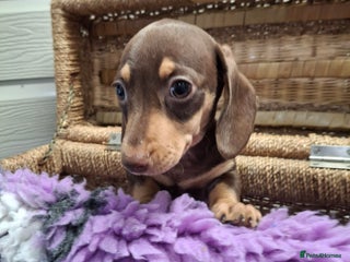 Dachshund dogs - Advert 5