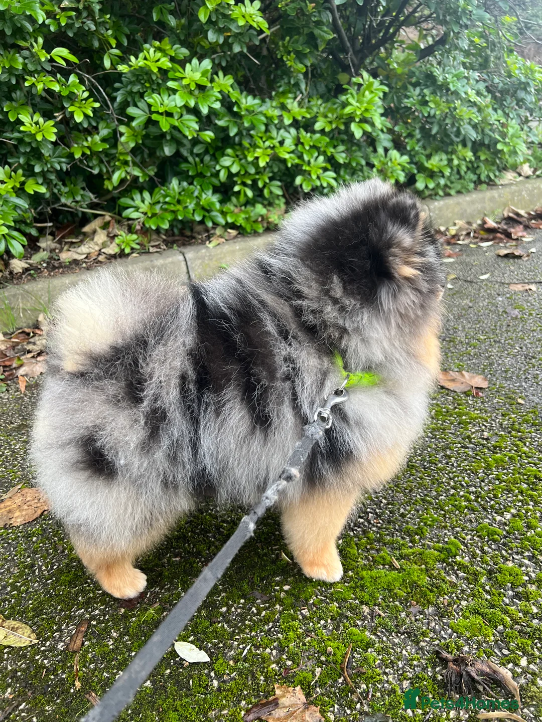 Pomeranian dogs for stud: Pomeranian for stud  in Nottingham - Advert 5