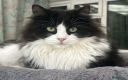 Siberian cats for sale: Pedigree Siberian cats for 5* homes only - Image 7