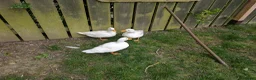 Ducks poultry for sale: Trio white call ducks  - Advert 3