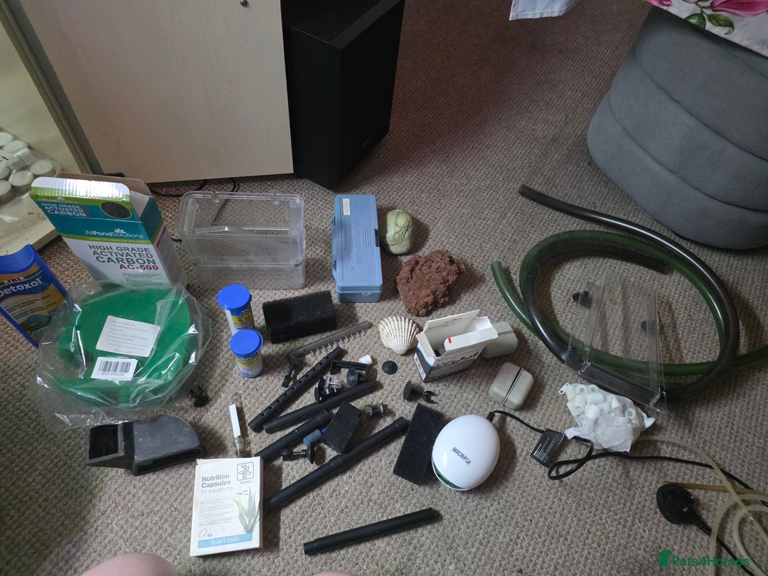 Shrimps fish for sale: Fishtank+accesories in Huntingdon - Advert 5