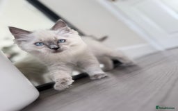 Ragdoll cats for sale: Beautiful Ragdol babies ready to leave  - Image 18