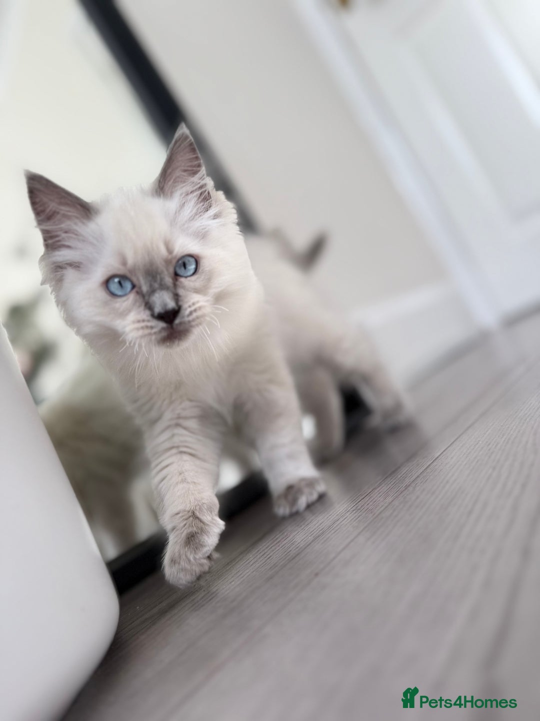 Ragdoll cats for sale: Beautiful Ragdol babies ready to leave  - Image 18