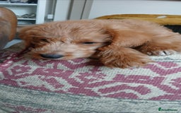 Australian Labradoodle dogs for sale: Male mini austrailian labradoodle red  - Image 1