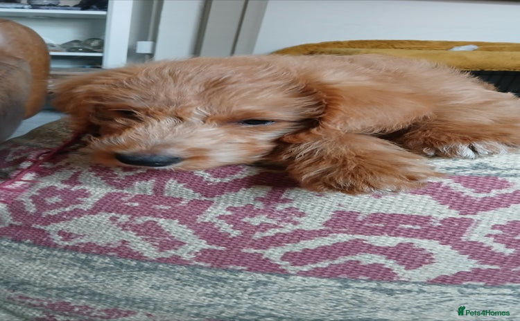 Australian Labradoodle dogs - Advert 2