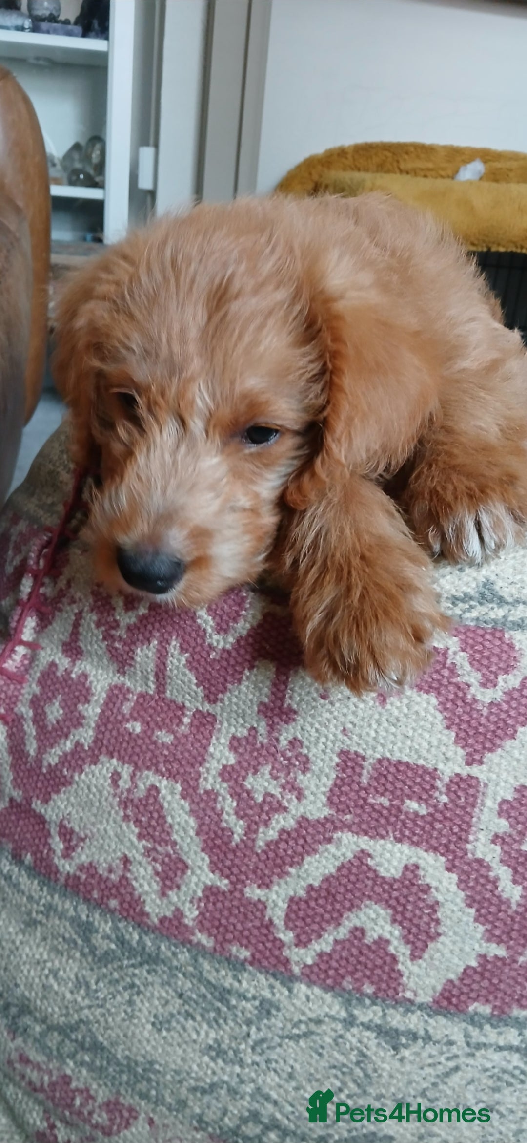 Australian Labradoodle dogs for sale: Male mini austrailian labradoodle red  - Image 1
