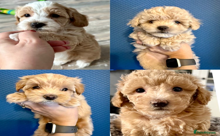 Maltipoo dogs Adorable F1B Maltipoos Ready for new 🏡 - Advert 2