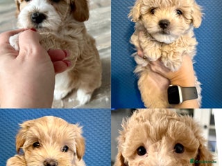 Maltipoo dogs Adorable F1B Maltipoos Ready for new 🏡 - Advert 9