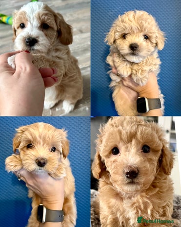 Maltipoo dogs Adorable F1B Maltipoos Ready for new 🏡 - Advert 2