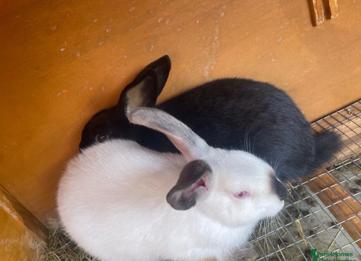 Mixed Breed rabbits New Zealand/Californian Cross - Advert 1