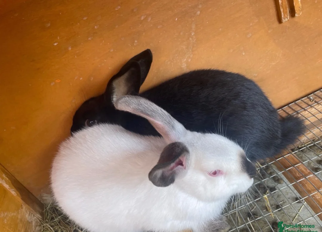 Mixed Breed rabbits for sale: New Zealand/Californian Cross - Advert 1