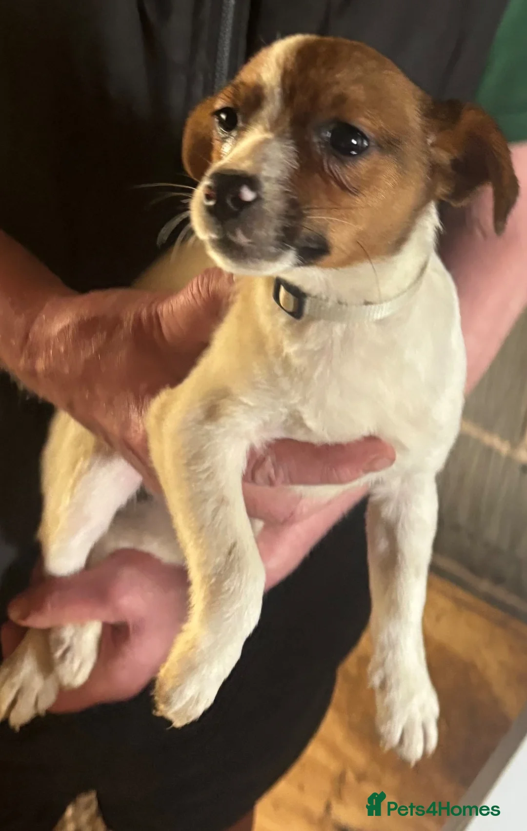Jack Russell dogs for sale: Jack Russell pups  - Advert 2