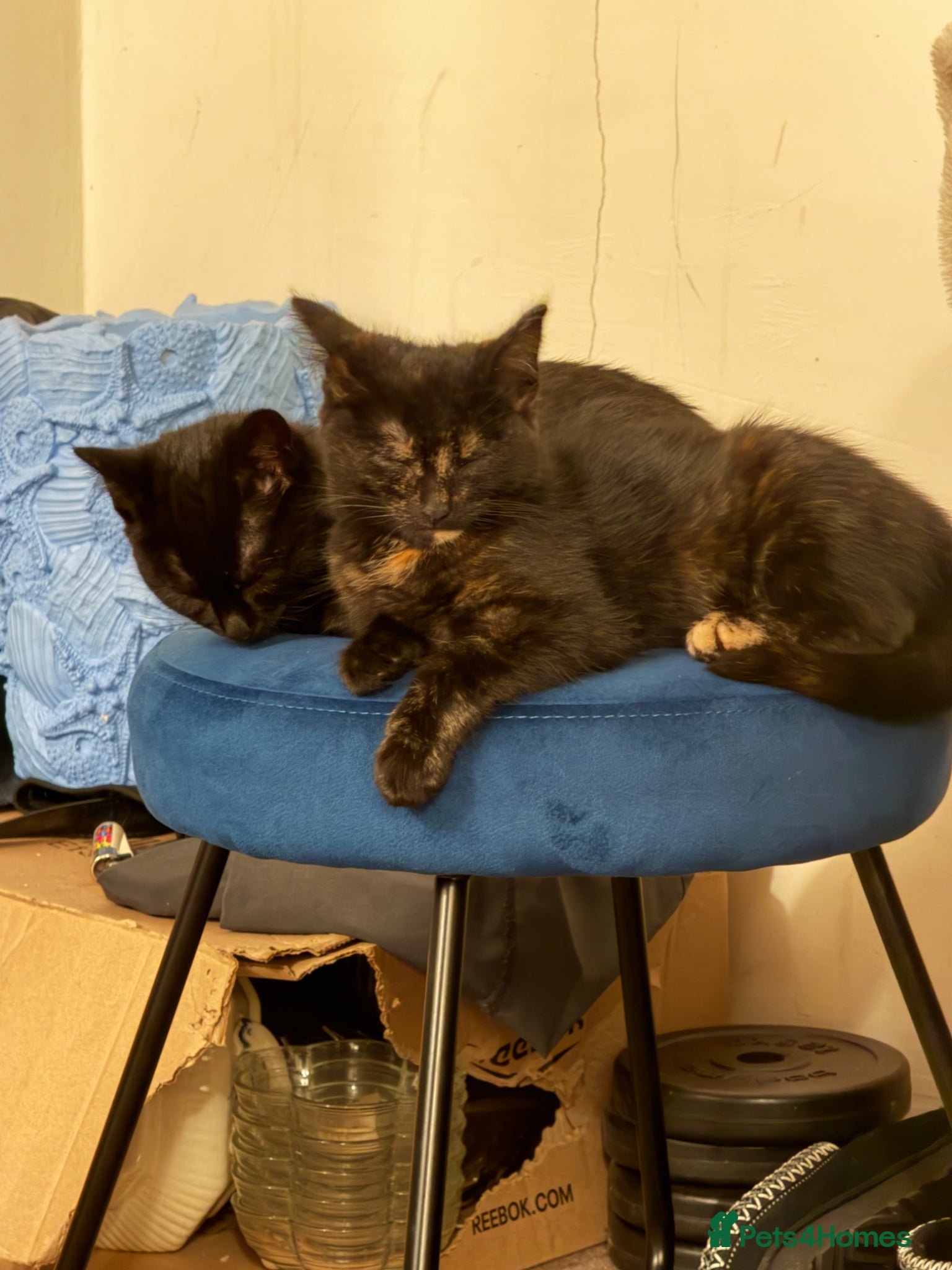 Domestic Shorthair cats 2 Littermate sisters, have to go as a pair  - Advert 1