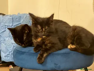Domestic Shorthair cats 2 Littermate sisters, have to go as a pair - Advert 1