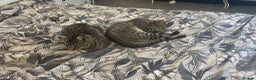 Savannah cats for sale: 2 Loving Brothers (Savannah Breed) - Advert 3