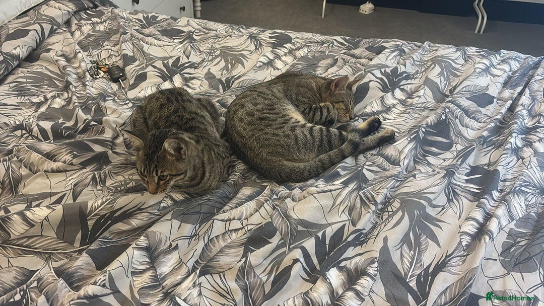 Savannah cats for sale: 2 Loving Brothers (Savannah Breed) - Advert 3