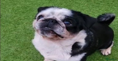 Pug dogs 2 kc registered Adult pugs - Advert 2