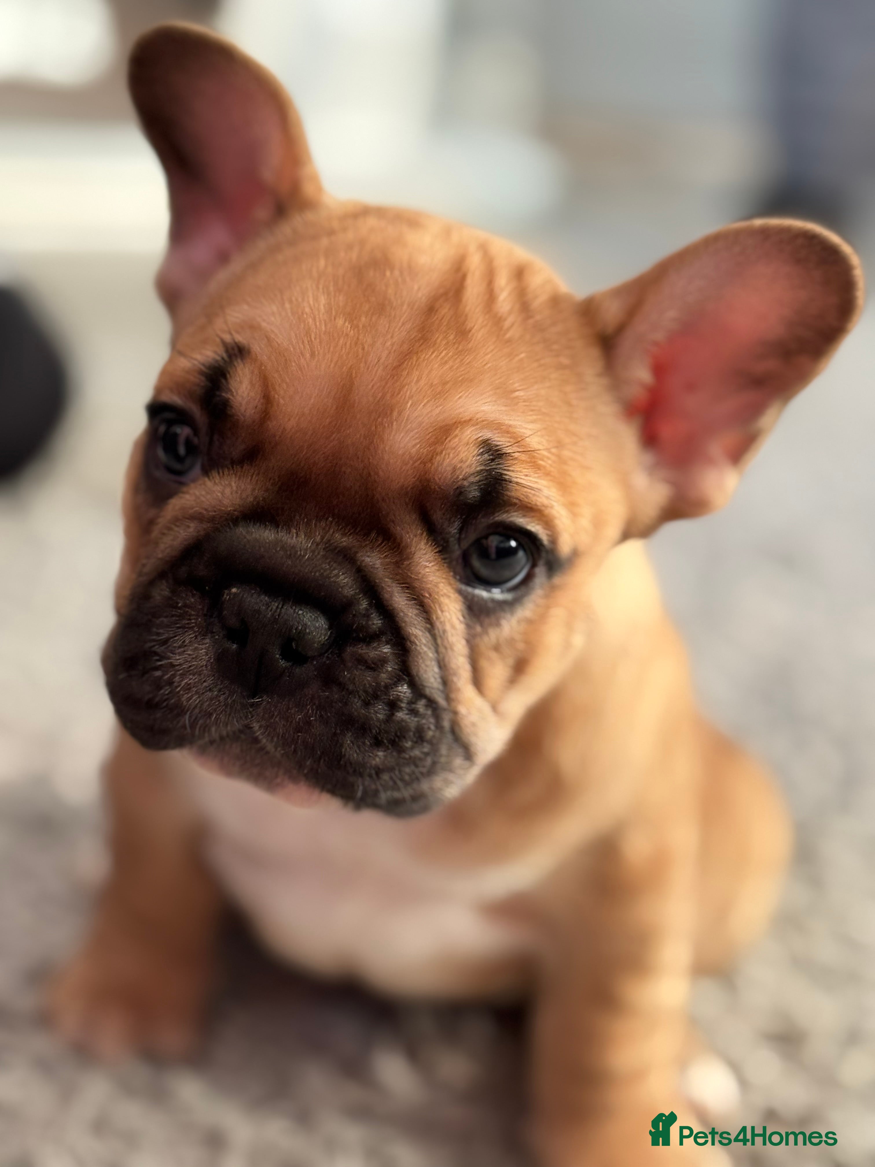 French Bulldog dogs  AMAZING PUPS  - Advert 4