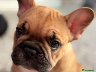French Bulldog dogs AMAZING PUPS - Advert 7