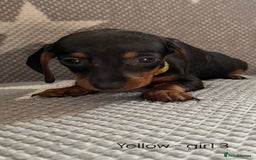 Dachshund dogs for sale:  !!Reduced!!READY TO LEAVE!! miniature dachshunds  - Image 20