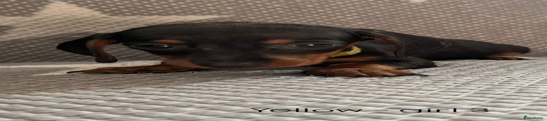 Dachshund Puppy 9