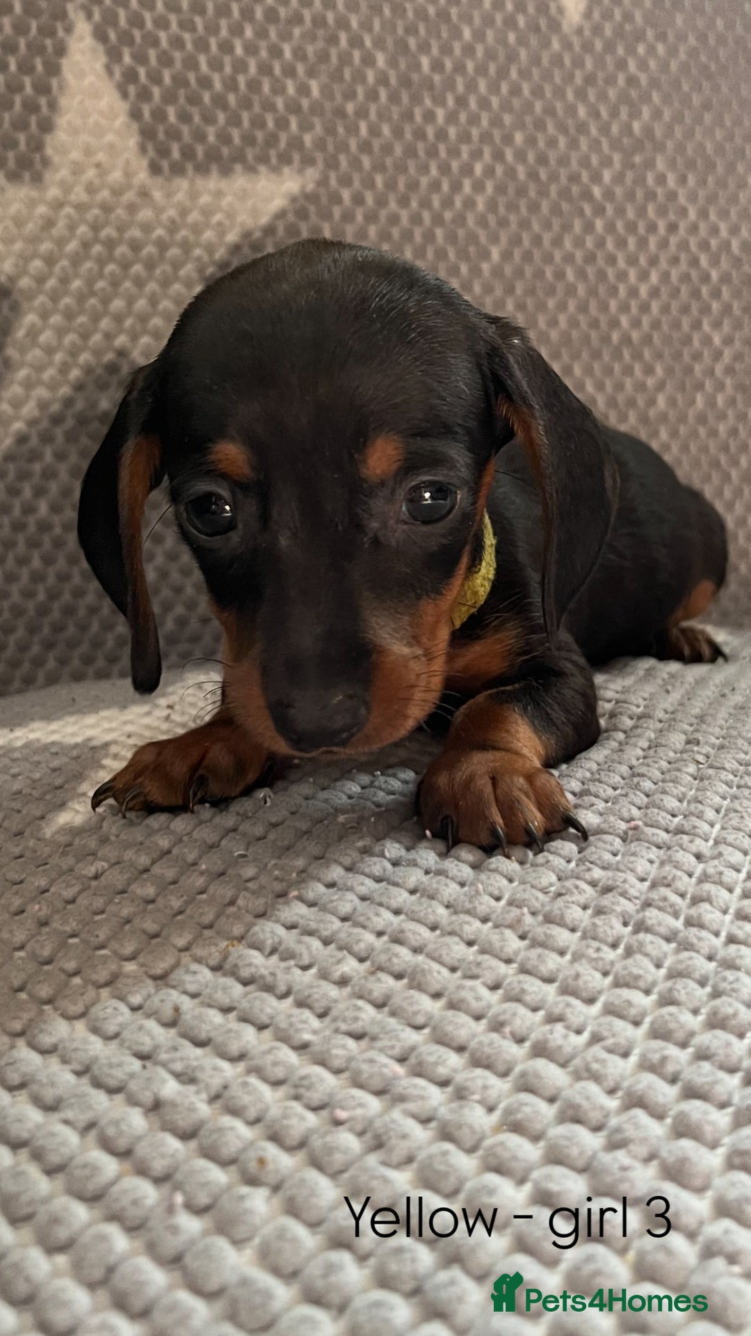 Dachshund dogs for sale:  !!Reduced!!READY TO LEAVE!! miniature dachshunds  - Image 20