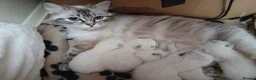 Ragdoll cats for sale: Ragdoll kittens  in Ramsgate - Advert 2