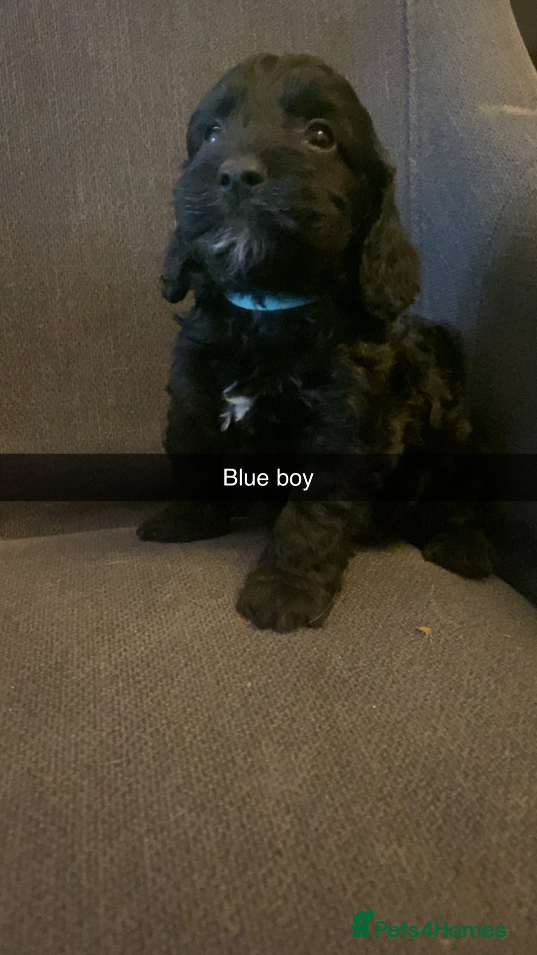 Cockapoo dogs for sale: Cockerpoo puppy’s  - Advert 10