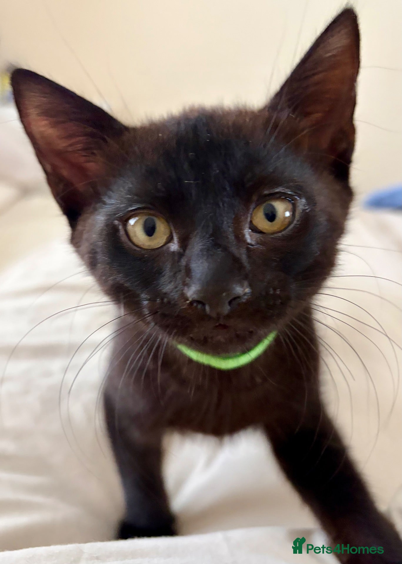 Mixed Breed cats Precious Slinky Fur Babies - Advert 8