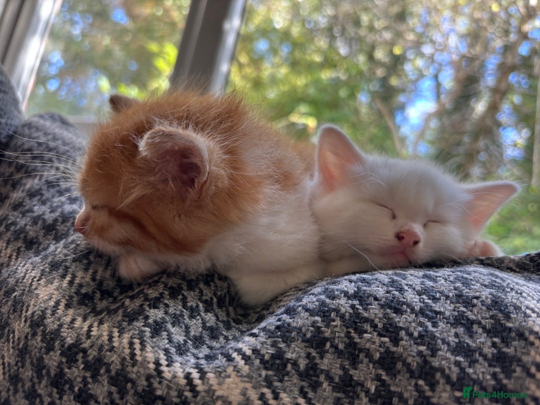 Domestic Shorthair cats for sale: Beautiful kittens  - Image 3