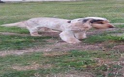 Cocker Spaniel dogs for sale: Adult KC ShowType Cockerspaniel PRA FN & AMS Clear - Image 2