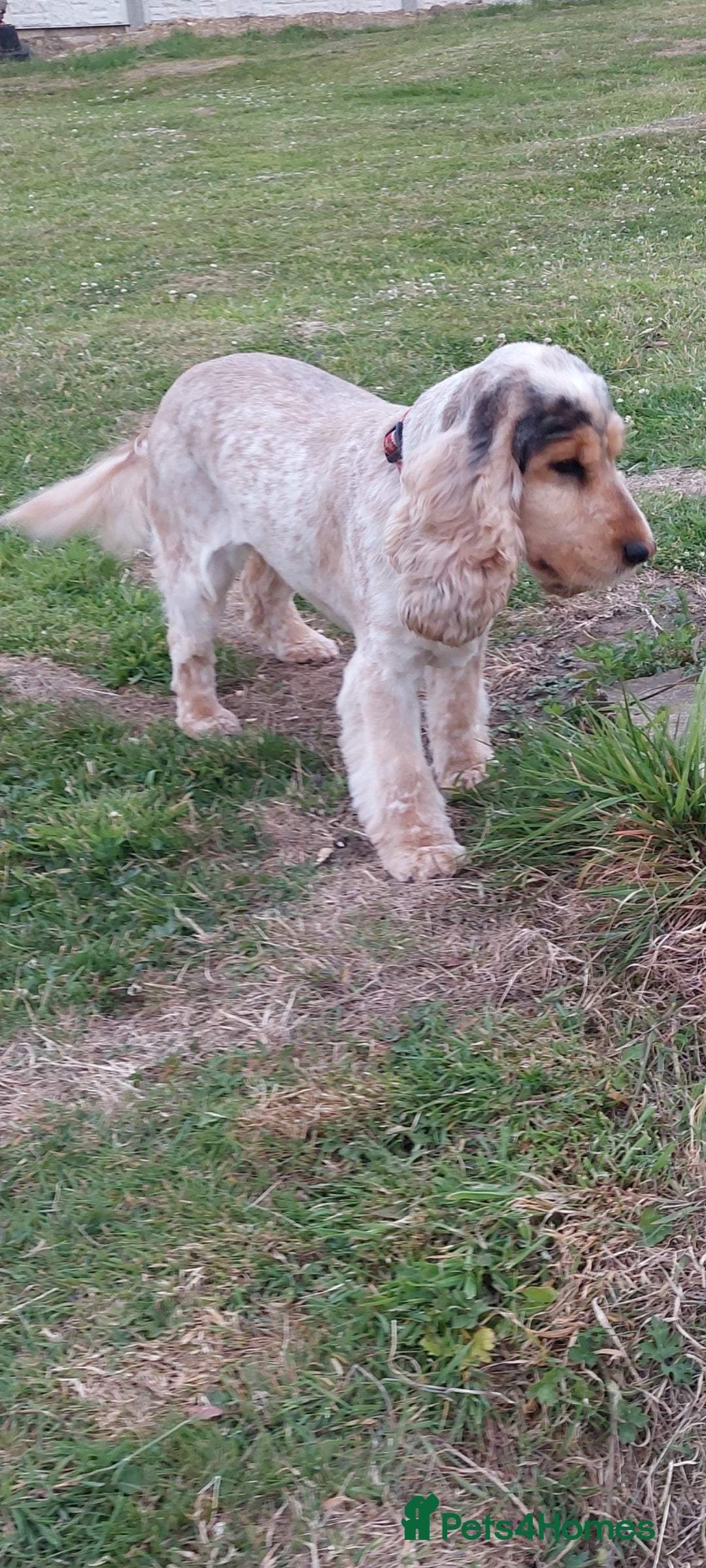 Cocker Spaniel dogs for sale: Adult KC ShowType Cockerspaniel PRA FN & AMS Clear - Image 2