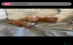 Toy Poodle dogs for sale: Tiny red toy poodle  - Image 3