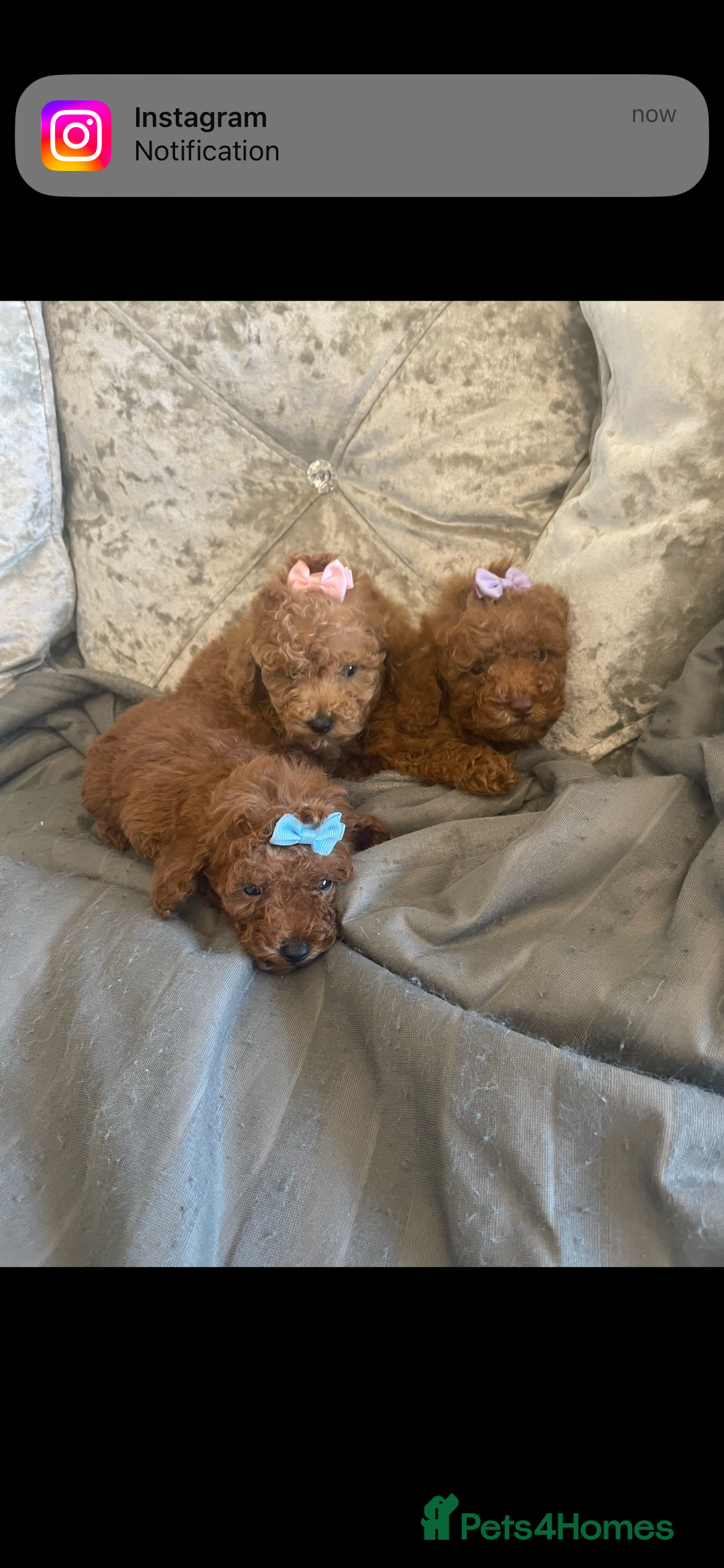 Toy Poodle dogs for sale: Tiny red toy poodle  - Image 3