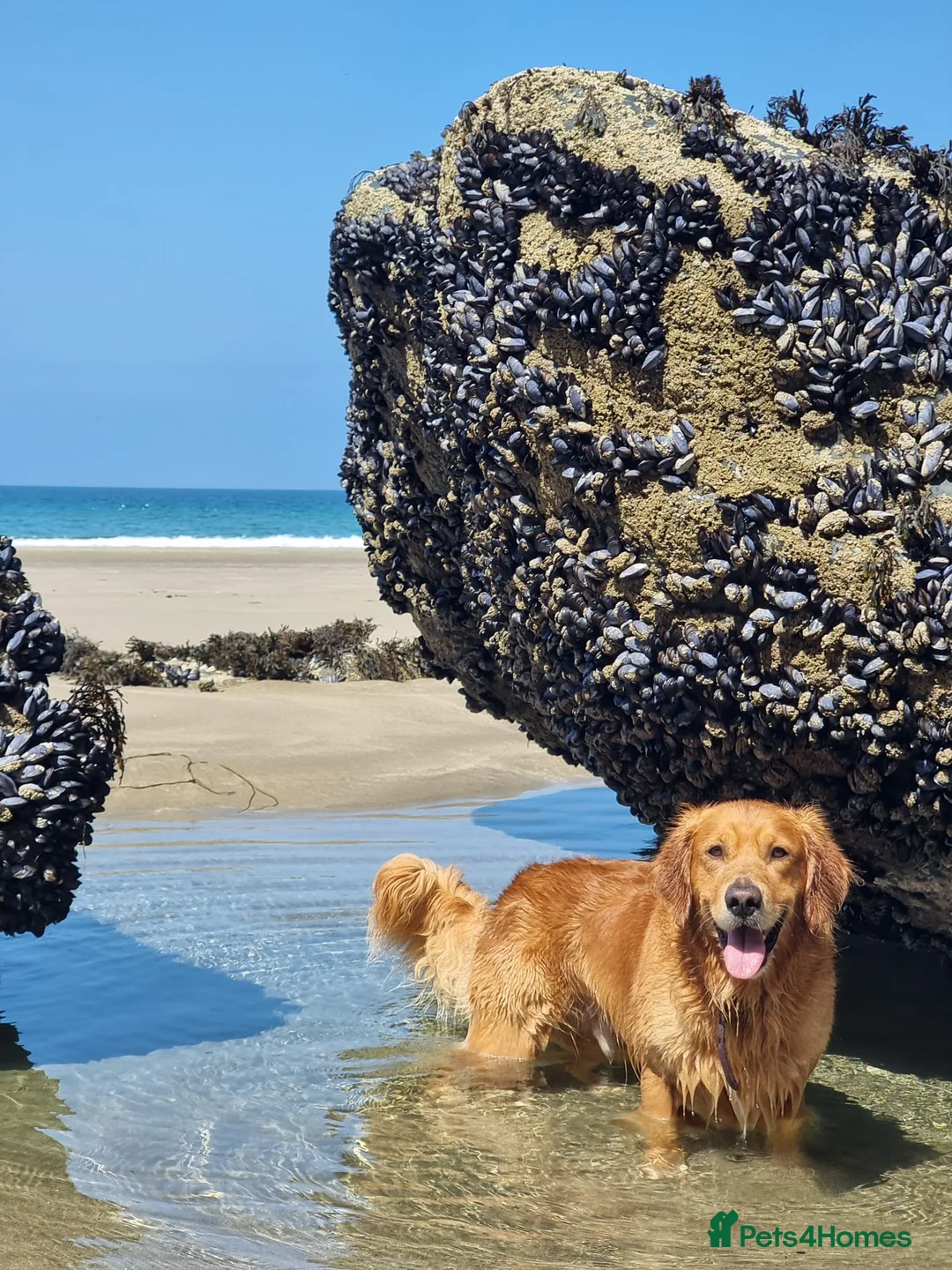 Golden Retriever dogs for stud: KC Registered Stud Dog Angus - Advert 10