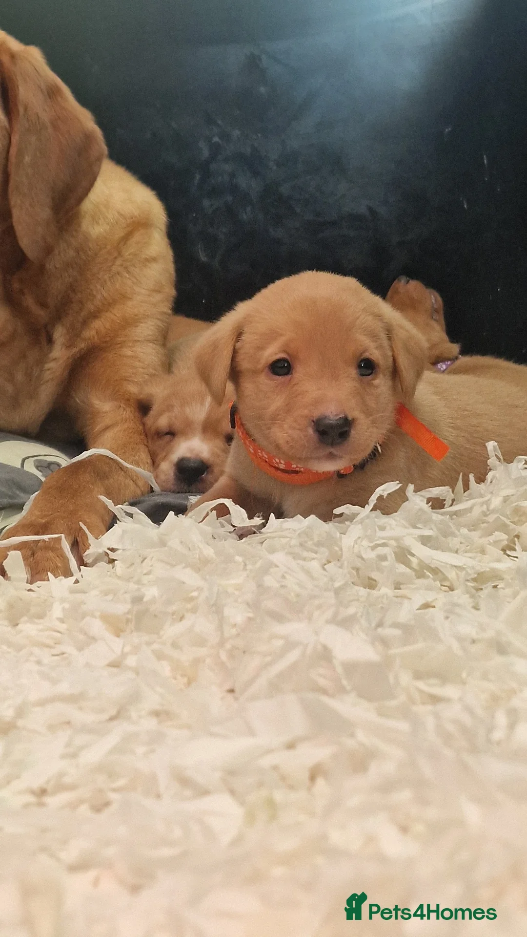 Labrador Retriever dogs for sale: Beautiful Labrador Puppies KC REGISTERED - Advert 2
