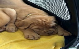 Dogue De Bordeaux dogs for sale: Dogue de Bordeaux puppies now available! - Image 5