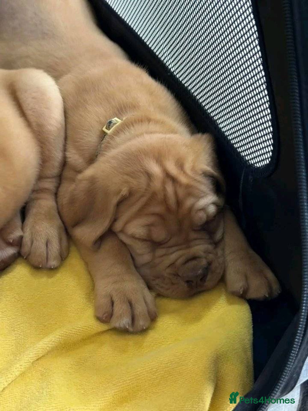 Dogue De Bordeaux dogs for sale: Dogue de Bordeaux puppies now available! - Image 5