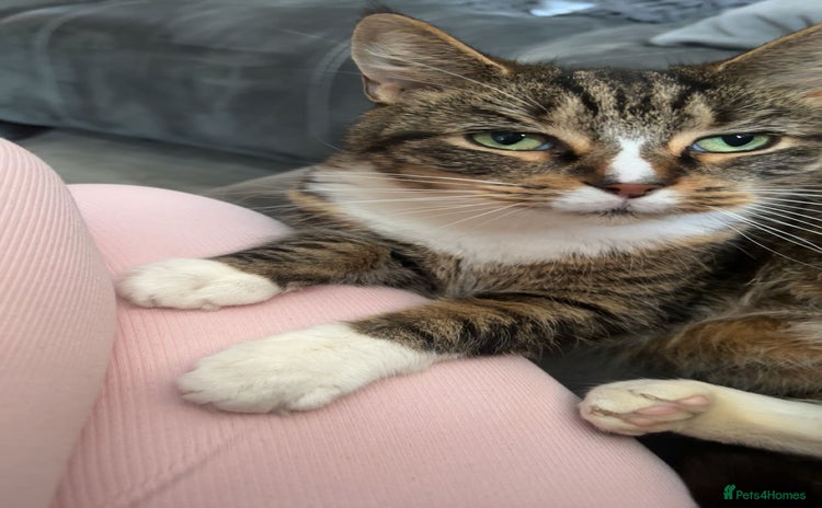 Domestic Shorthair cats - Advert 1