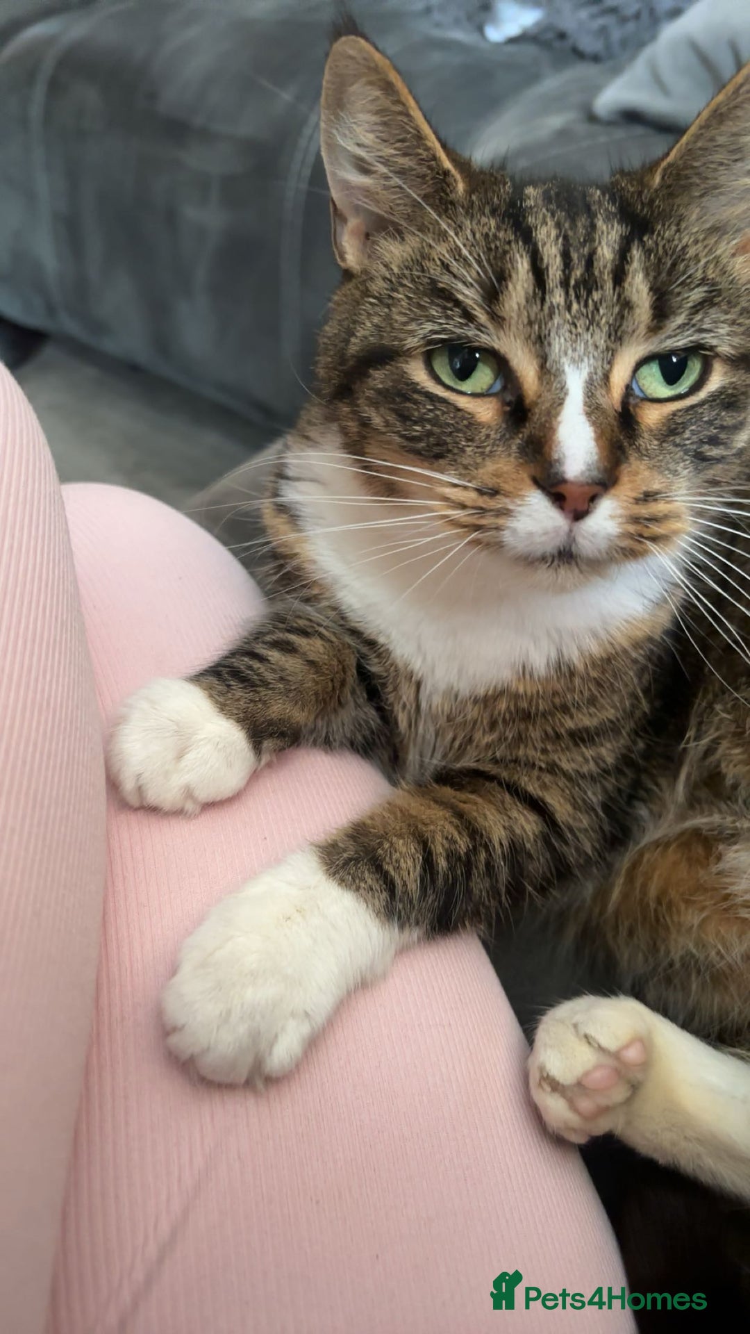 Domestic Shorthair cats for sale: Milly - Image 1