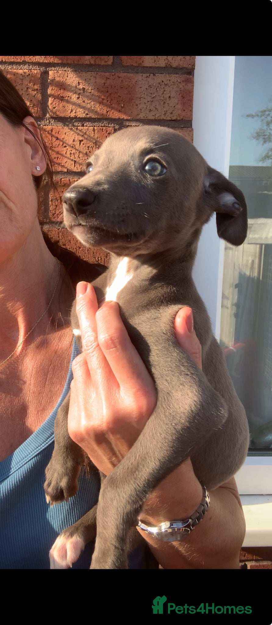 Whippet dogs Blue Kennel Club Registered Whippet pups - Advert 1