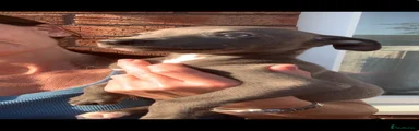 Whippet Puppy 7