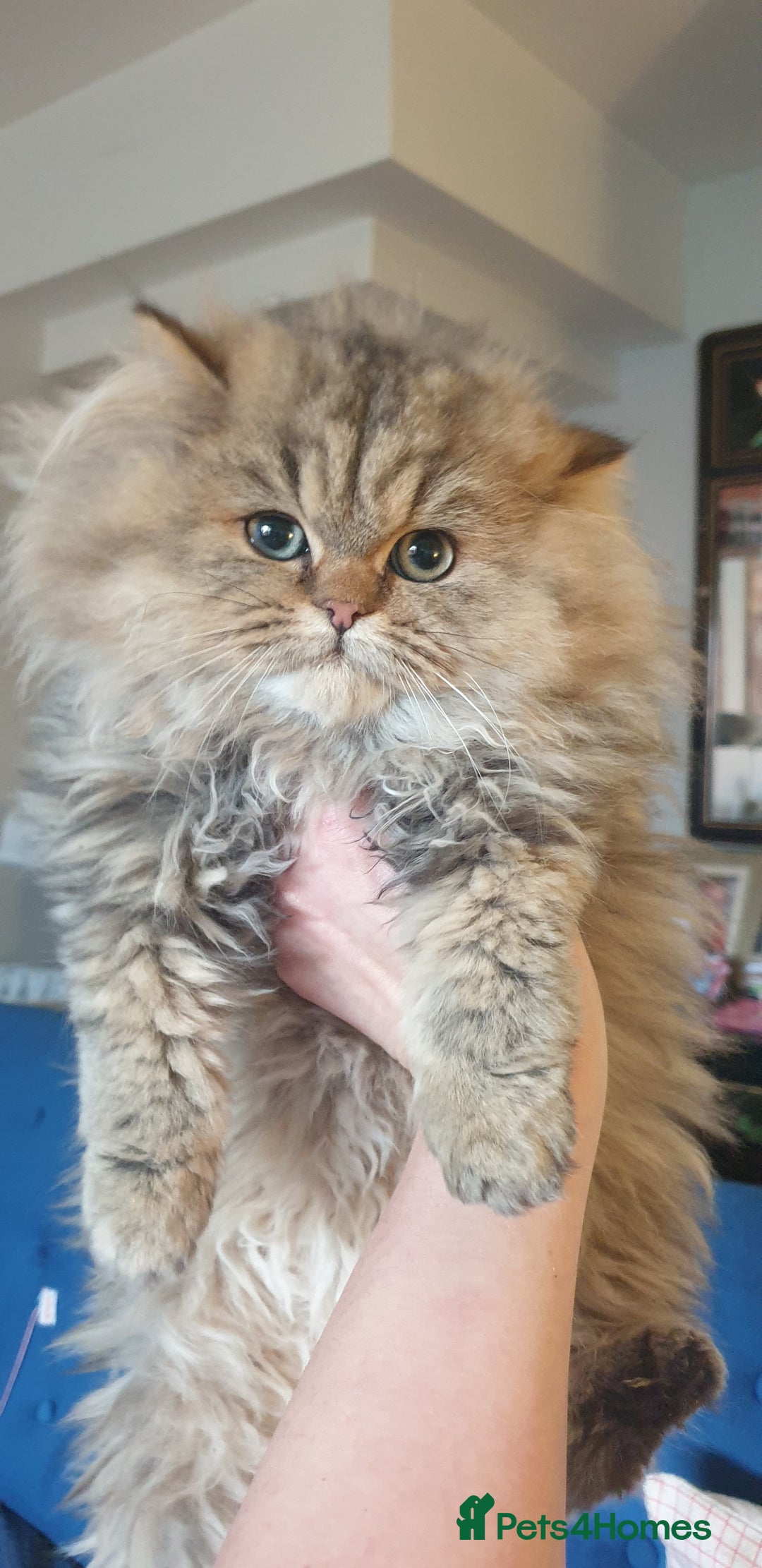 Persian cats for sale: 💖Beautiful Pedigree Chinchilla Persian Kittens. - Advert 6