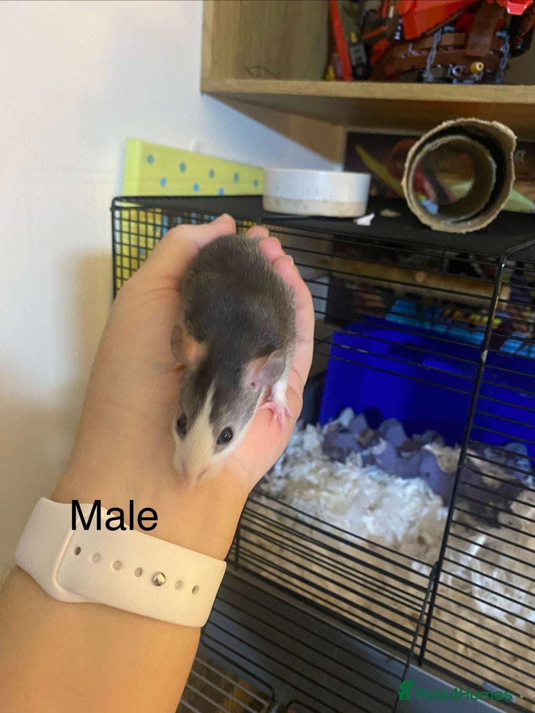 Rat rodents for sale: Baby Rats Male & Female - Image 3
