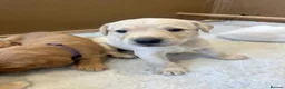 Labrador Retriever dogs for sale: Pedigree yellow Labrador Retriever Puppies  in Paignton - Advert 2