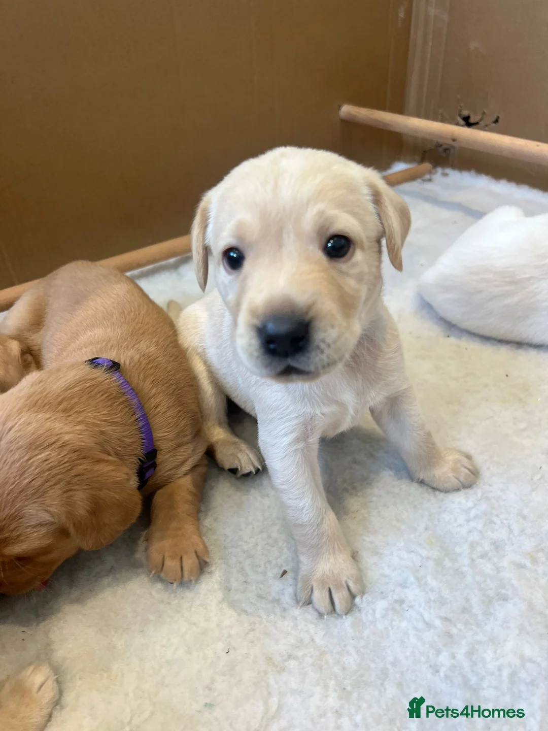 Labrador Retriever dogs for sale: Pedigree yellow Labrador Retriever Puppies  in Paignton - Advert 2